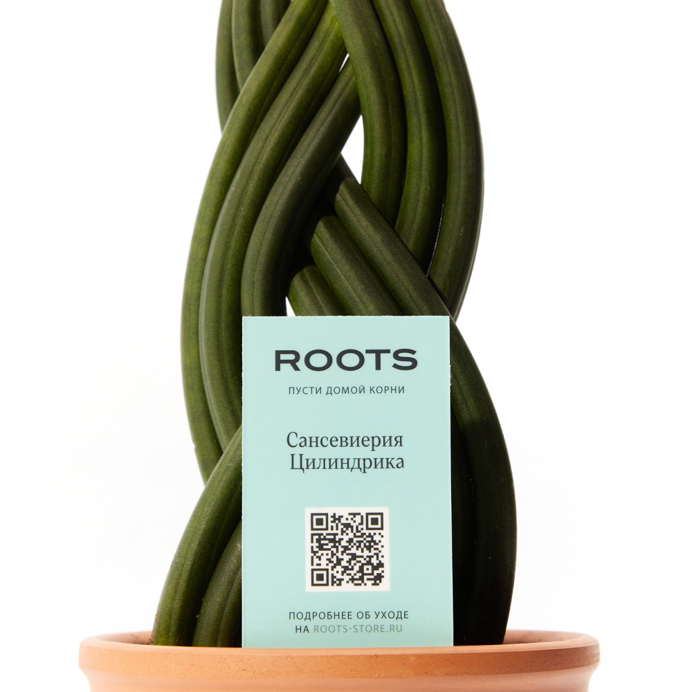 Сансевиерия Цилиндрика Коса Сансевиерия Цилиндрика Коса