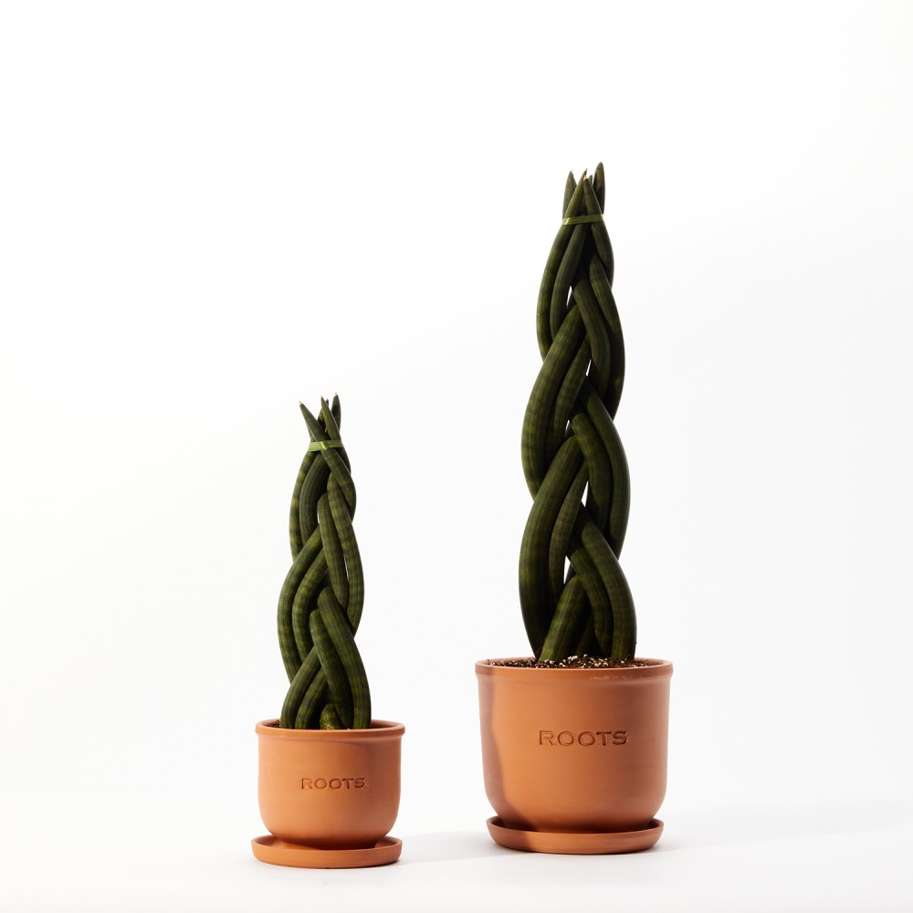 Сансевиерия Цилиндрика Коса Сансевиерия Цилиндрика Коса