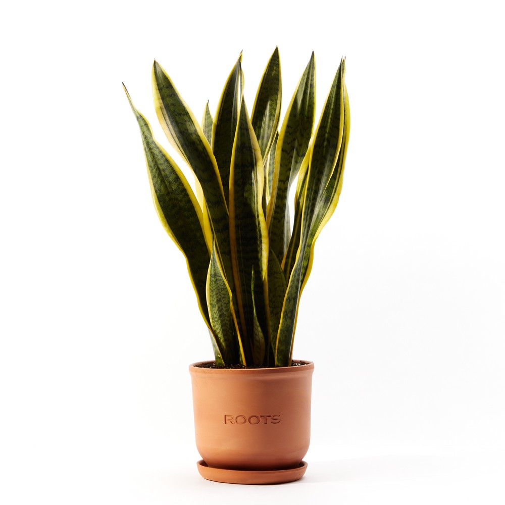 Сансевиерия Лауренти Сансевиерия Лауренти