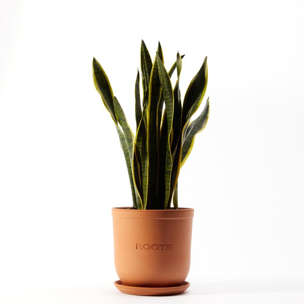 Сансевиерия Лауренти Сансевиерия Лауренти