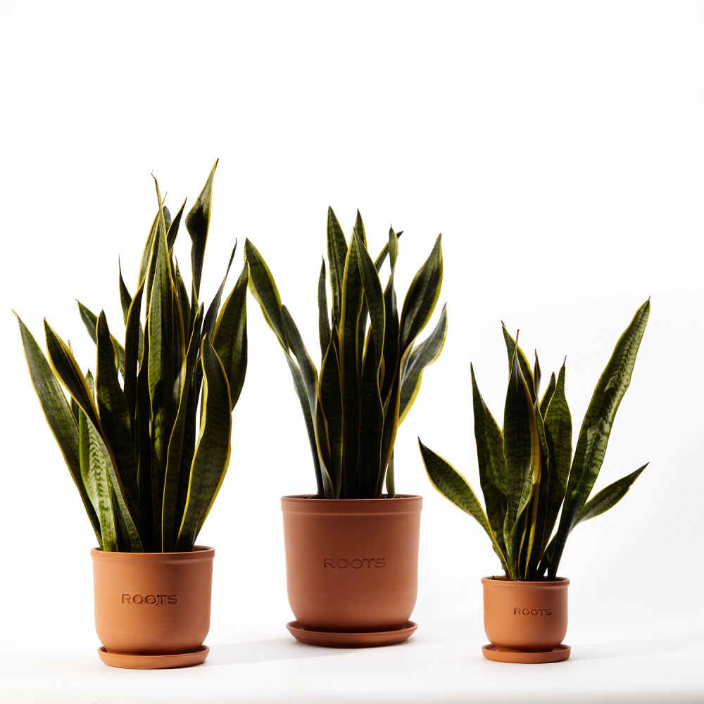 Сансевиерия Лауренти Сансевиерия Лауренти