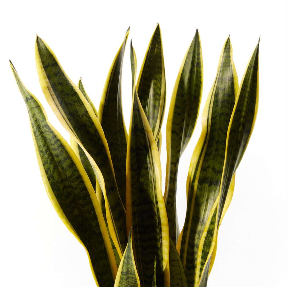 Сансевиерия Лауренти Сансевиерия Лауренти