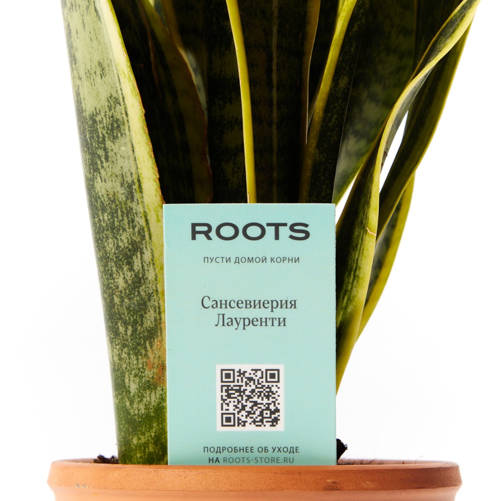 Сансевиерия Лауренти Сансевиерия Лауренти