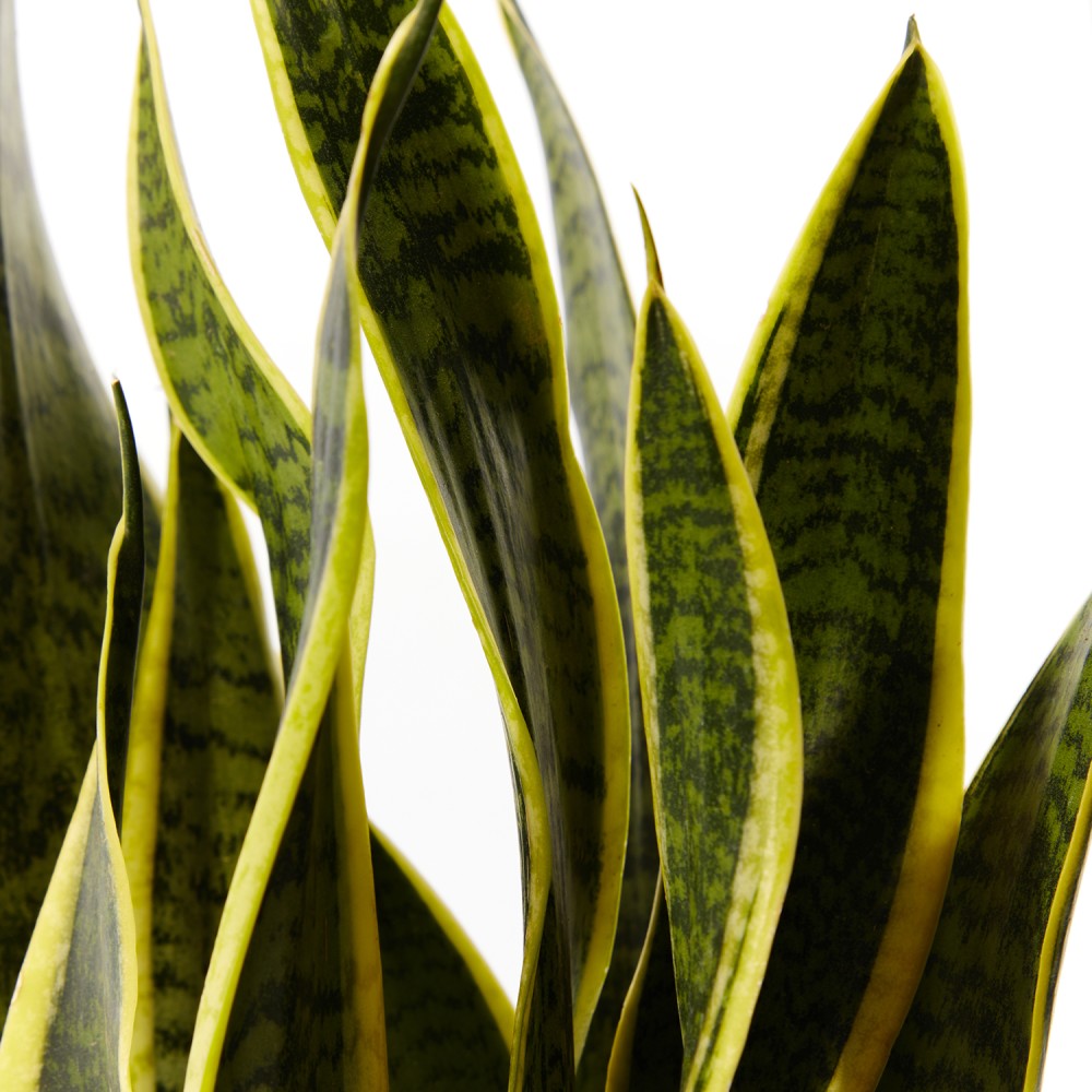 Сансевиерия Лауренти Сансевиерия Лауренти