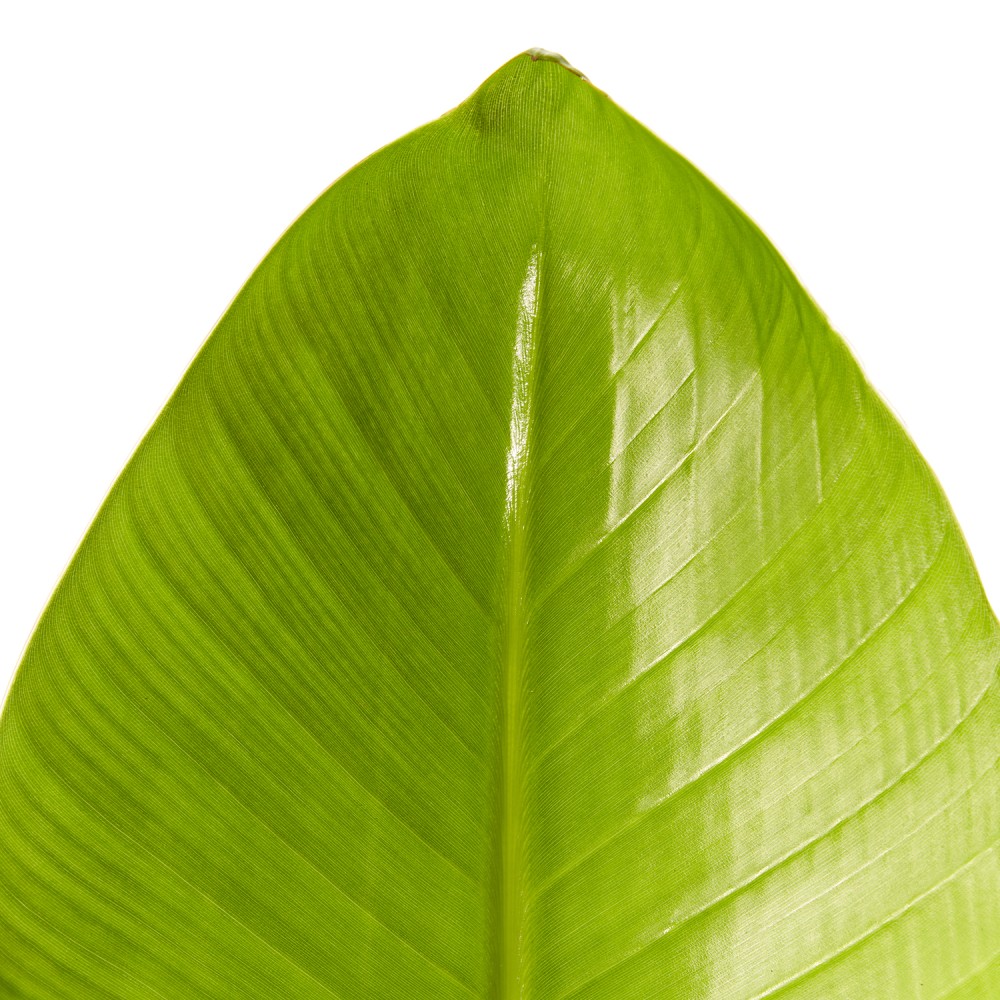 Стрелиция Николая