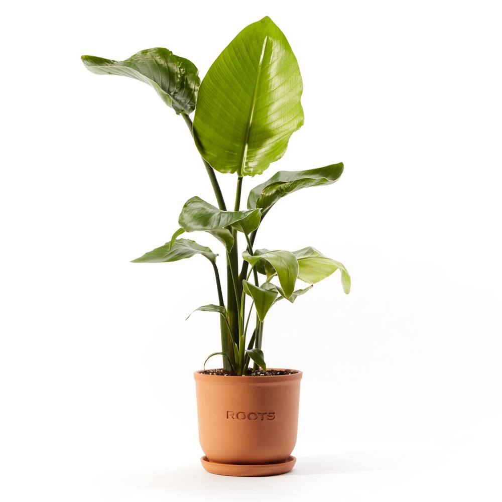 Стрелиция Николая