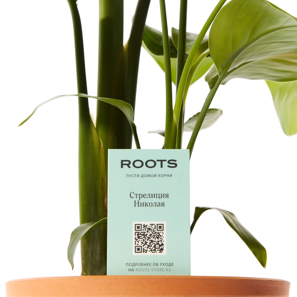 Стрелиция Николая Стрелиция Николая