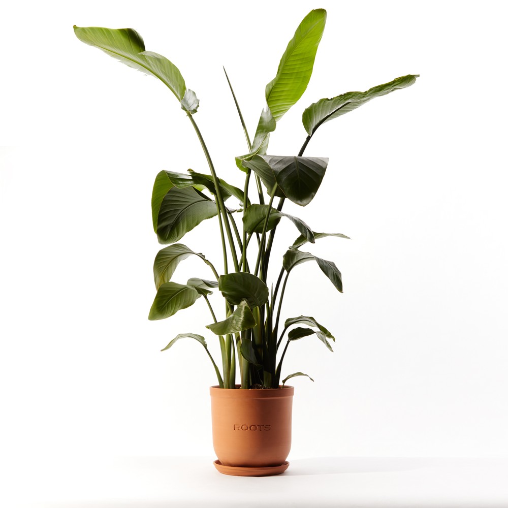 Стрелиция Николая Стрелиция Николая