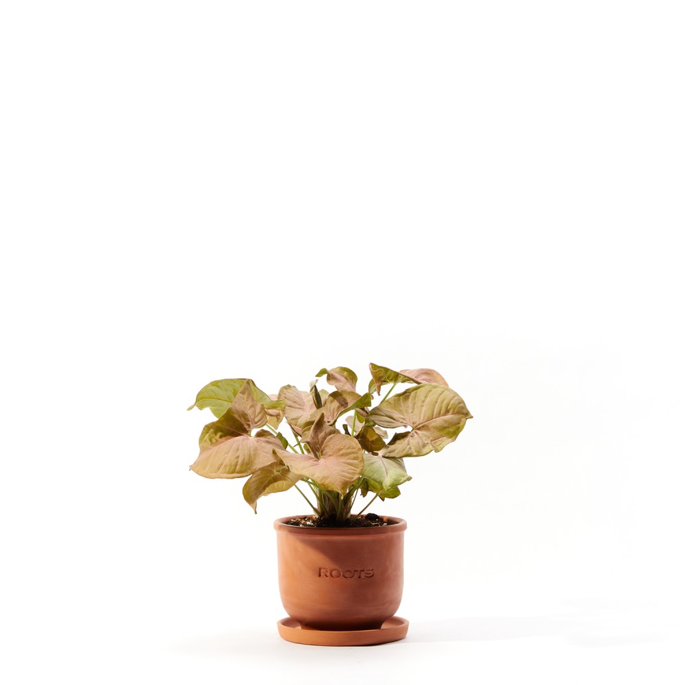 Сингониум Ред Харт Сингониум Ред Харт