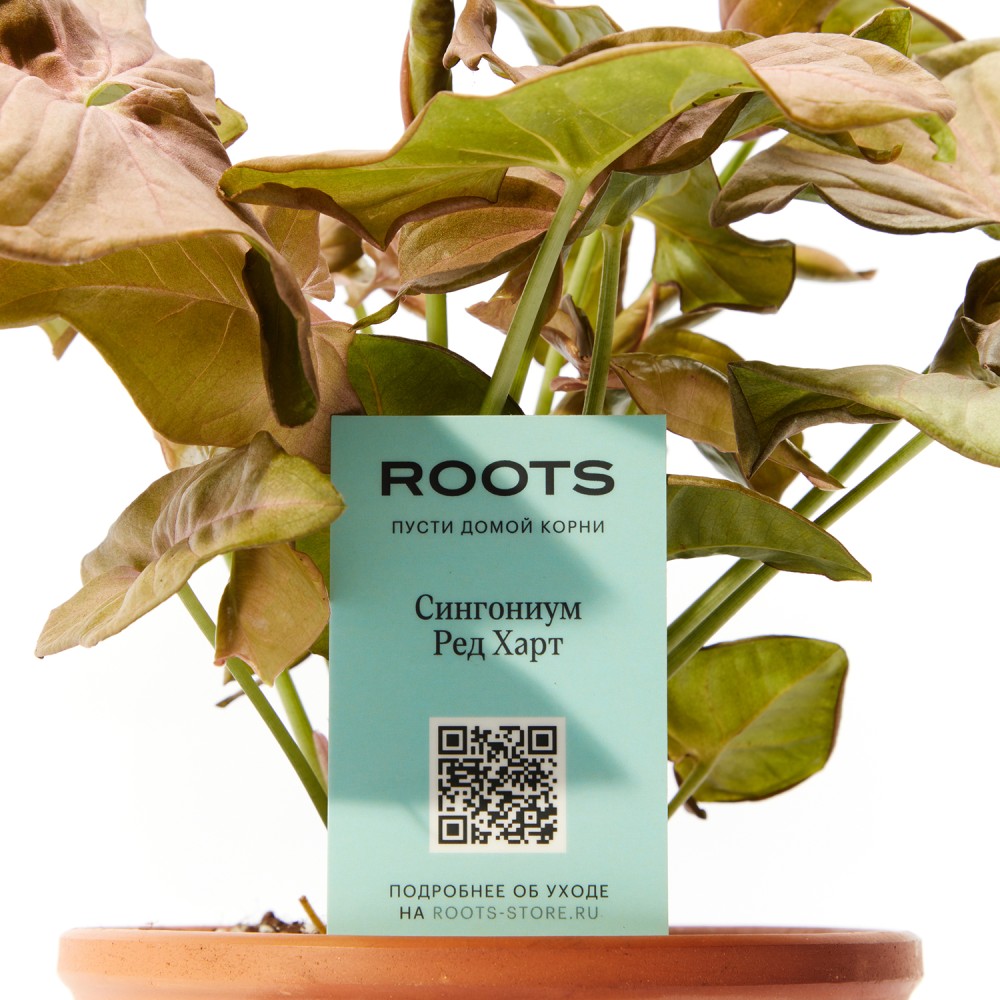 Сингониум Ред Харт Сингониум Ред Харт