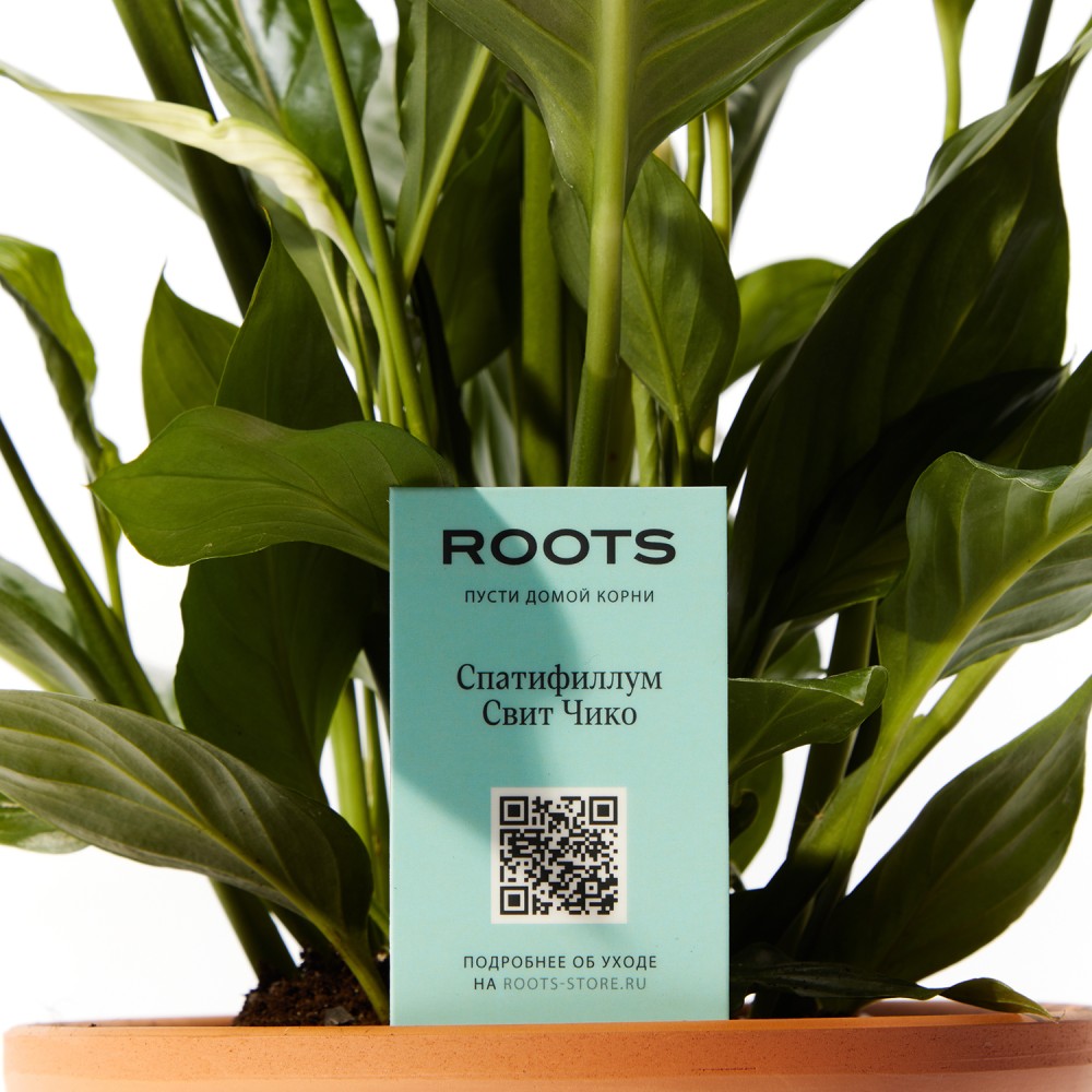 Спатифиллум Свит Чико Спатифиллум Свит Чико