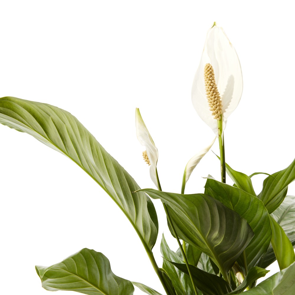 Спатифиллум Свит Чико Спатифиллум Свит Чико