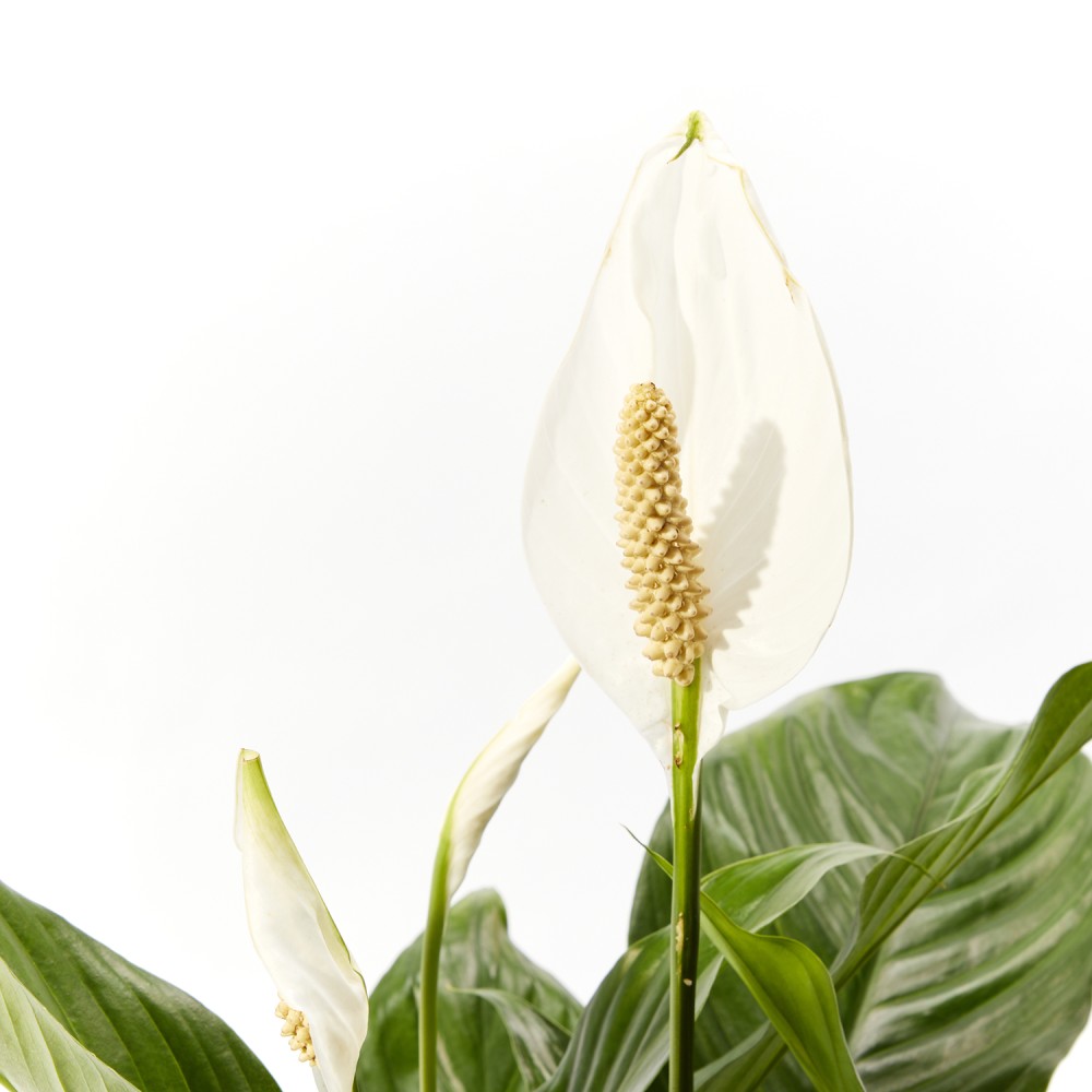 Спатифиллум Свит Чико Спатифиллум Свит Чико