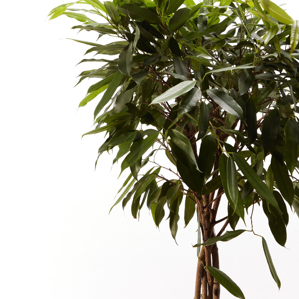 Фикус Амстел Кинг Фикус Амстел Кинг