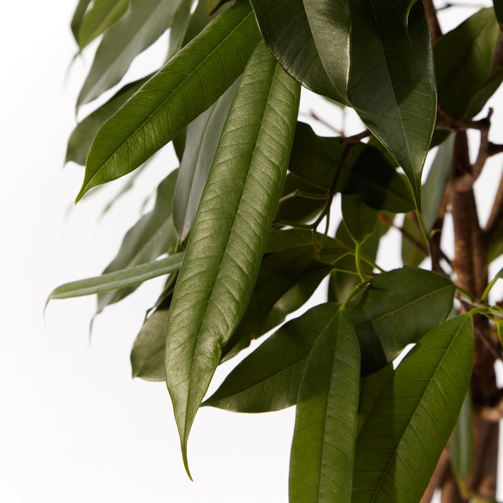 Фикус Амстел Кинг Фикус Амстел Кинг