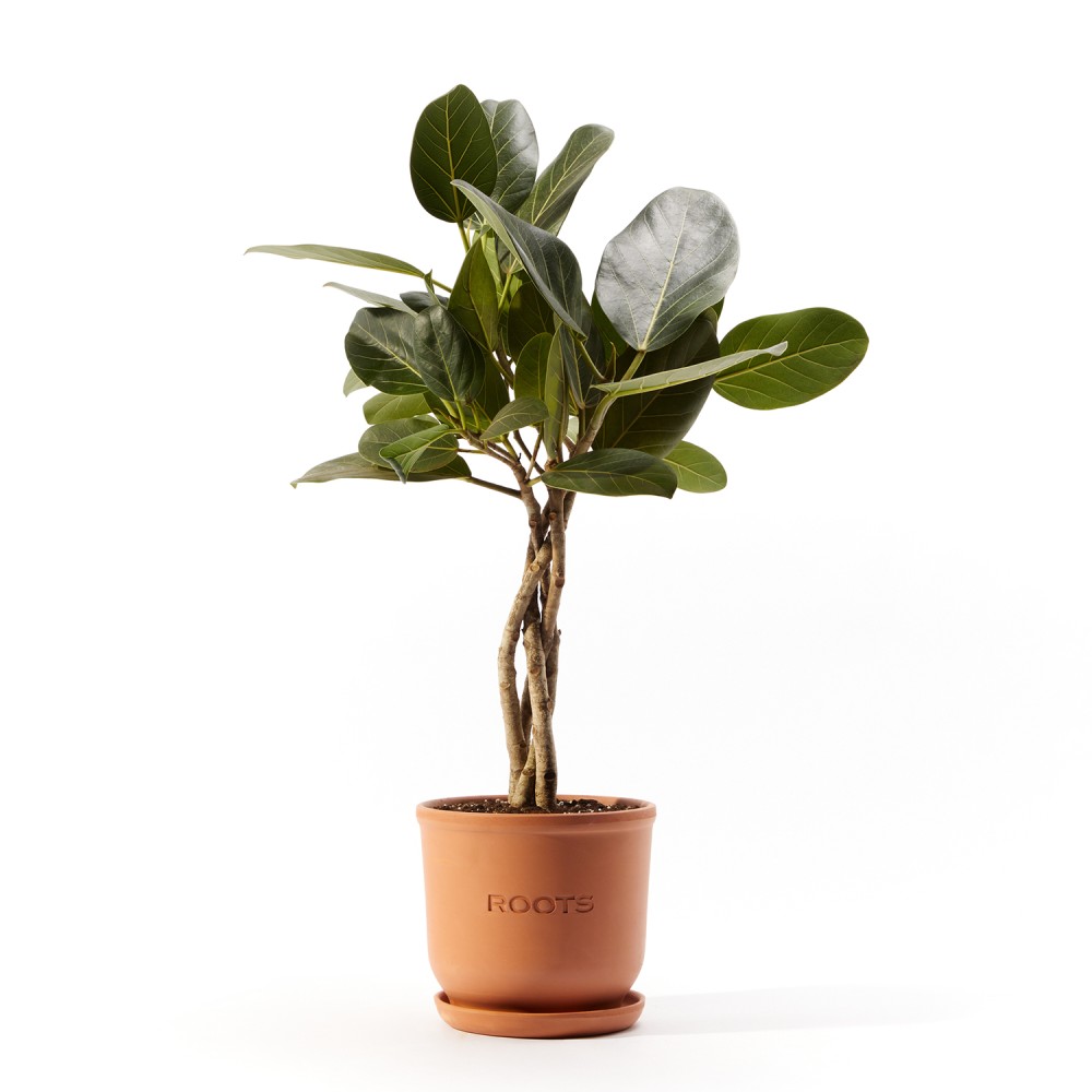 Фикус бенгальский Фикус бенгальский