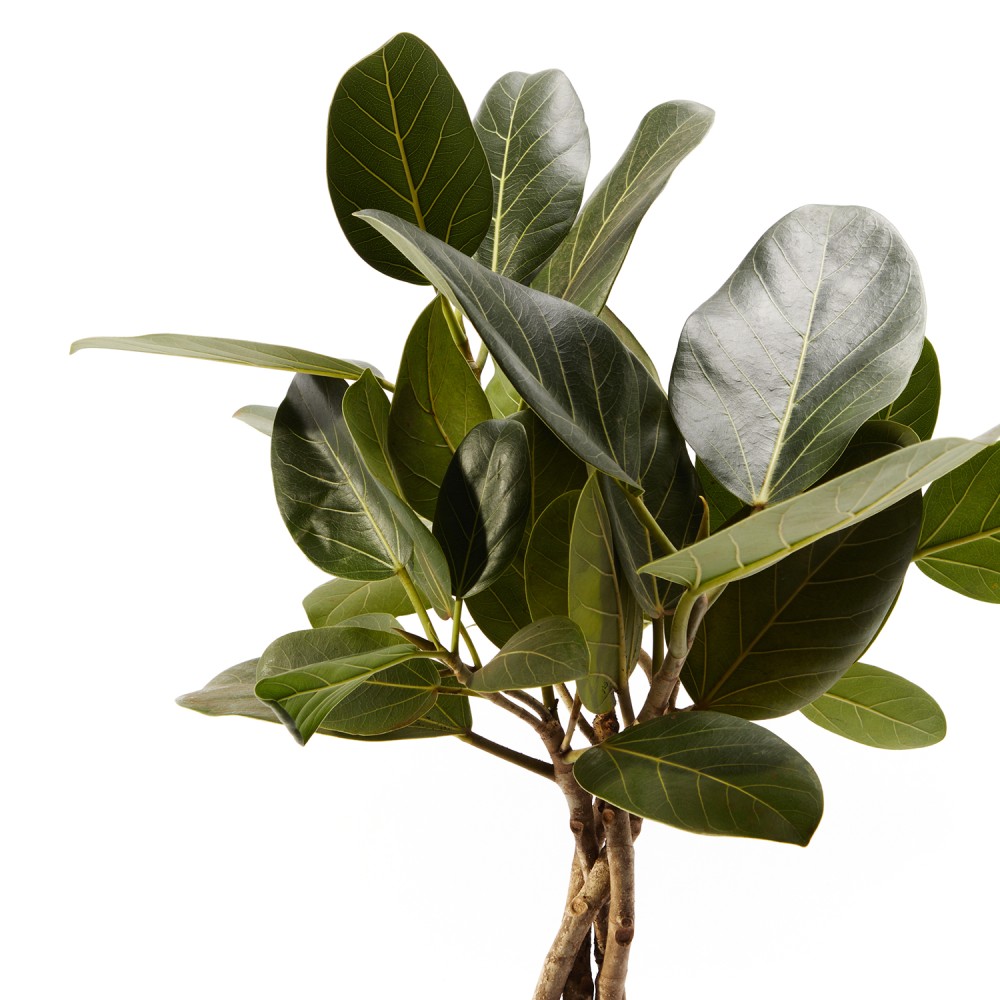 Фикус бенгальский Фикус бенгальский