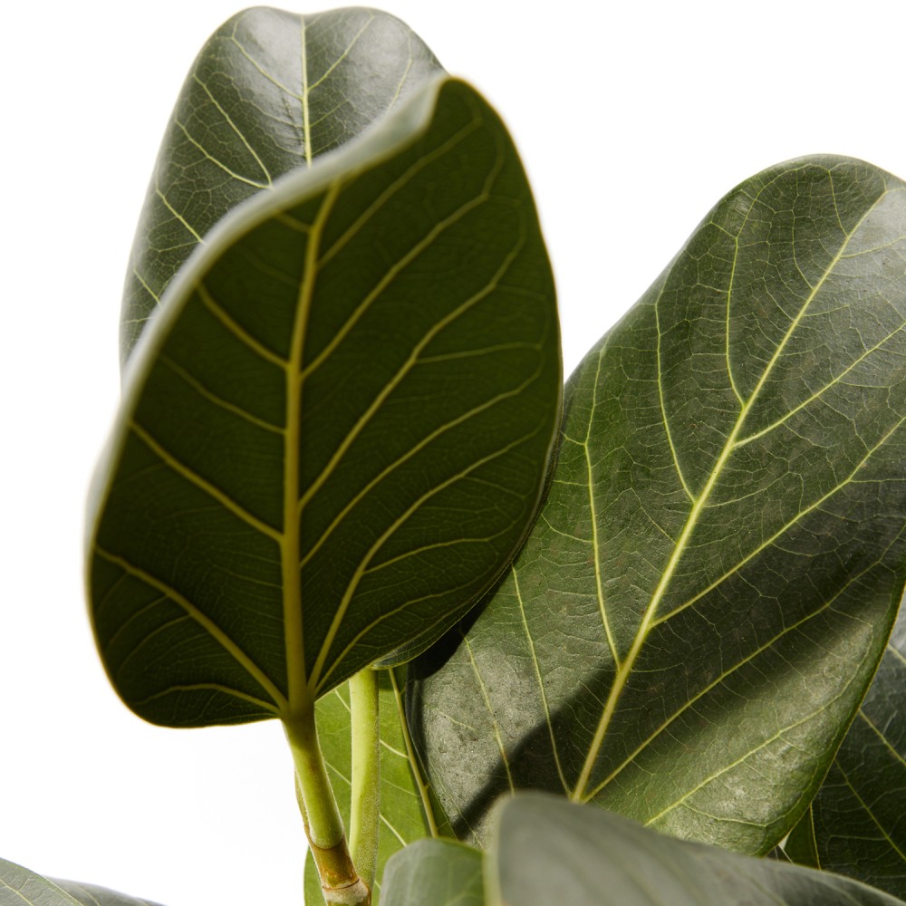 Фикус бенгальский Фикус бенгальский