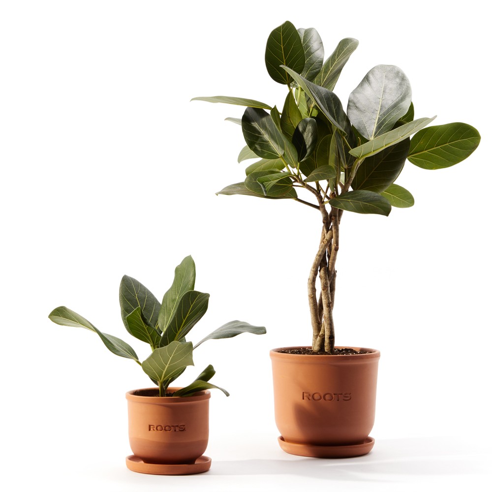 Фикус бенгальский Фикус бенгальский