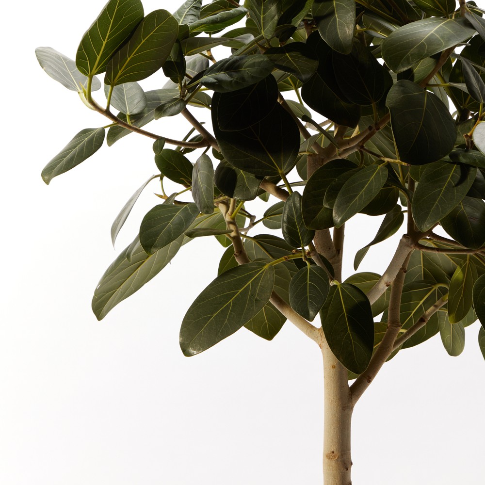 Фикус бенгальский Фикус бенгальский