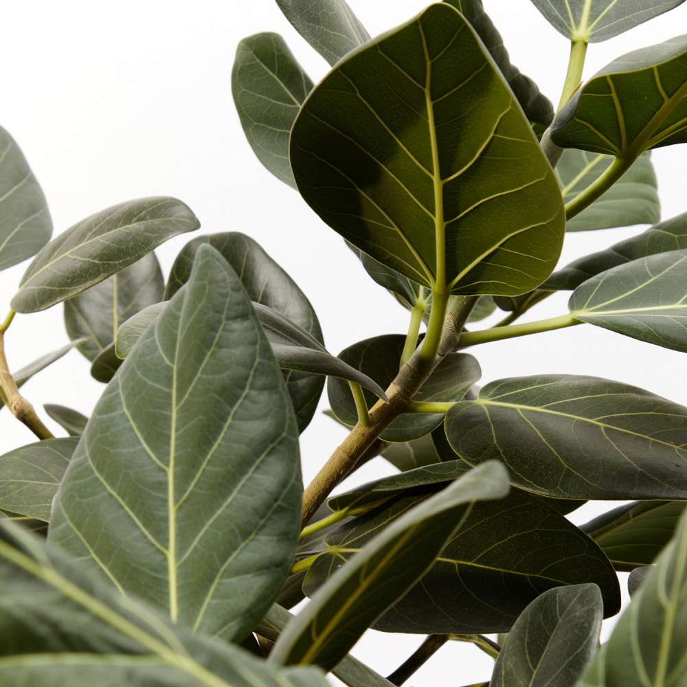 Фикус бенгальский Фикус бенгальский