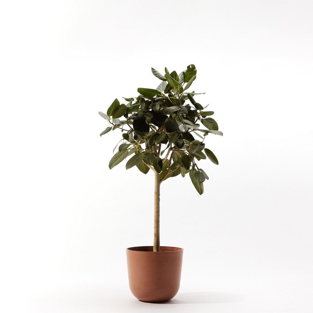 Фикус бенгальский Фикус бенгальский