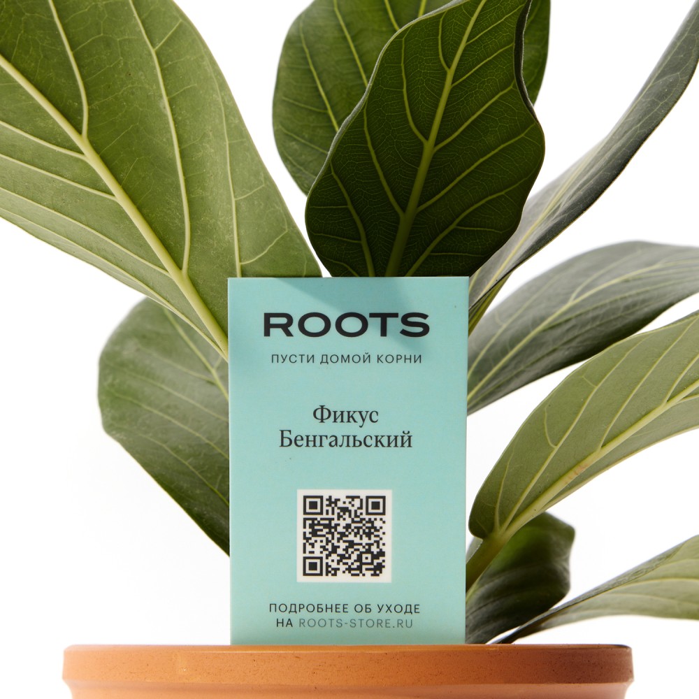 Фикус бенгальский Фикус бенгальский
