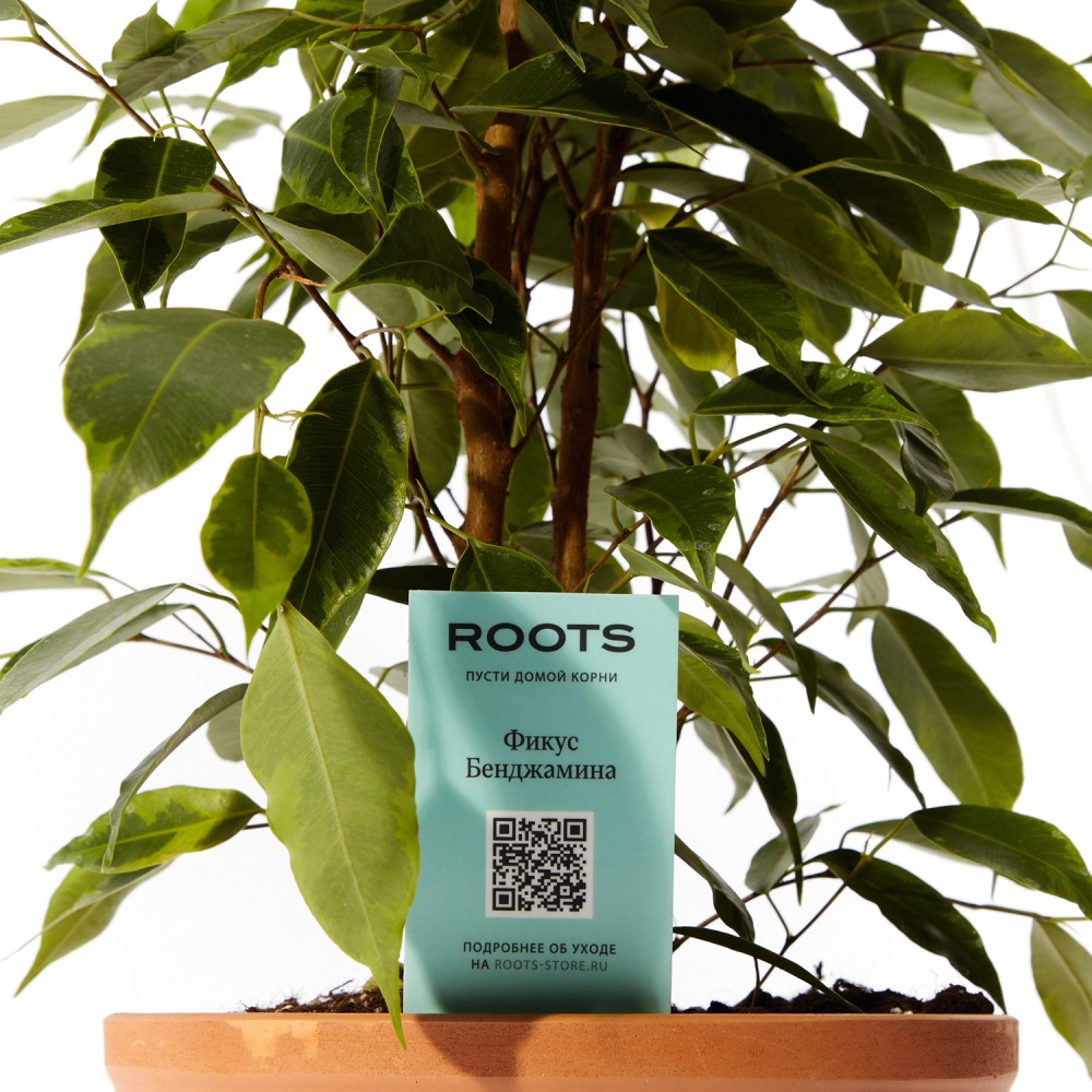 Фикус Бенджамина