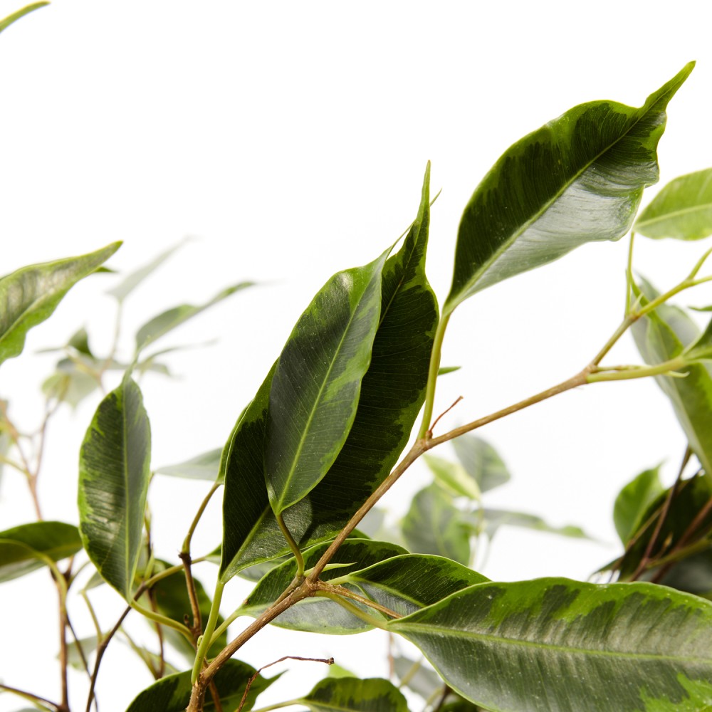 Фикус Бенджамина