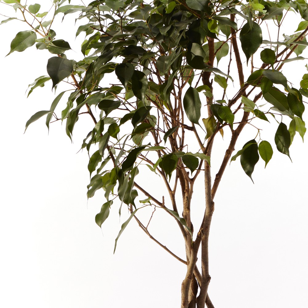 Фикус Бенджамина Фикус Бенджамина