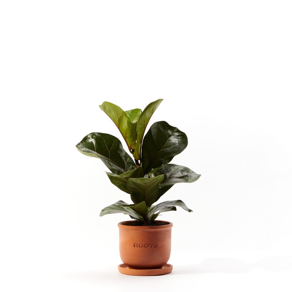 Фикус Лирата