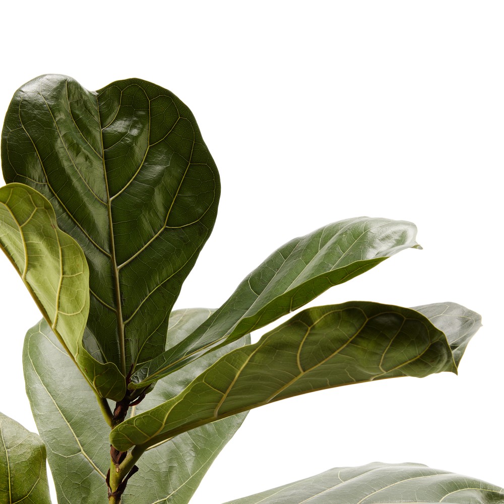 Фикус Лирата Фикус Лирата