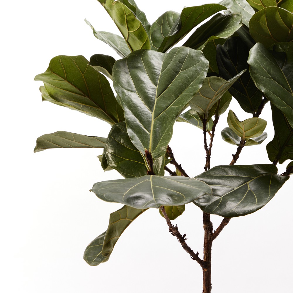 Фикус Лирата на штамбе Фикус Лирата на штамбе