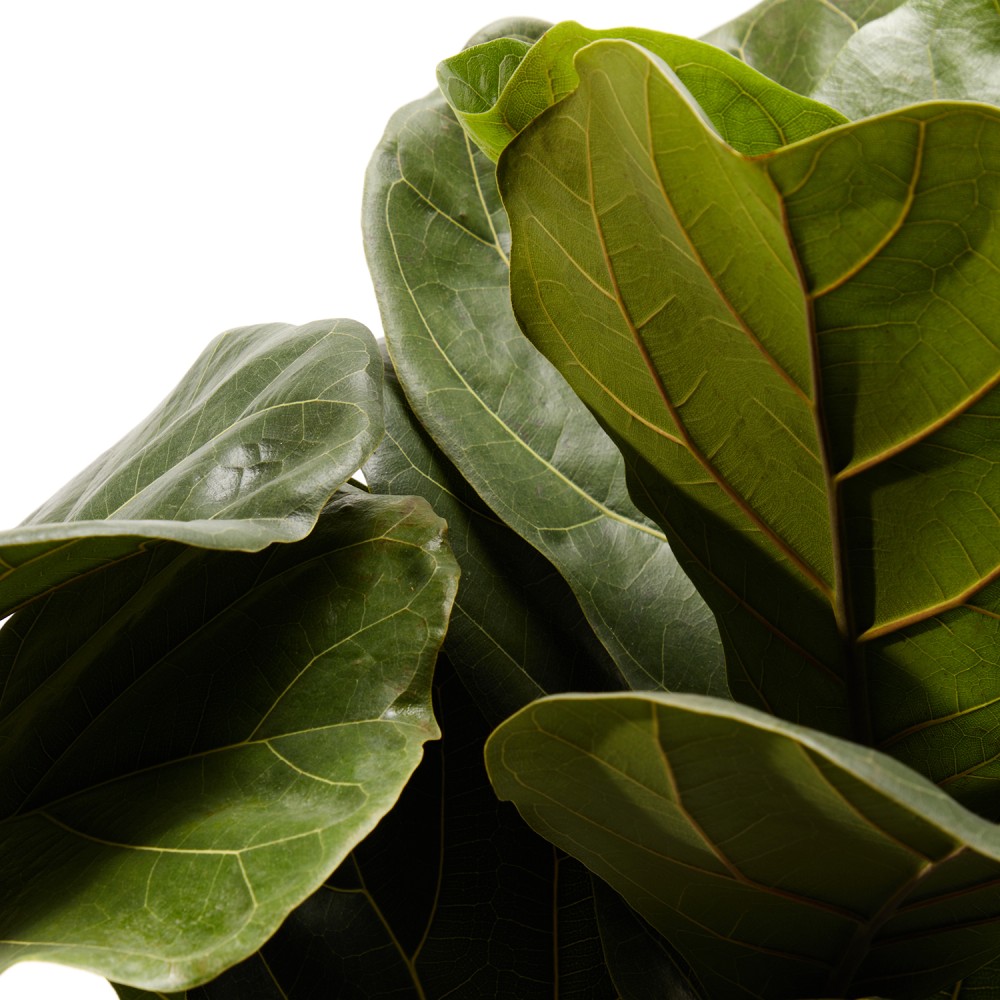 Фикус Лирата на штамбе Фикус Лирата на штамбе