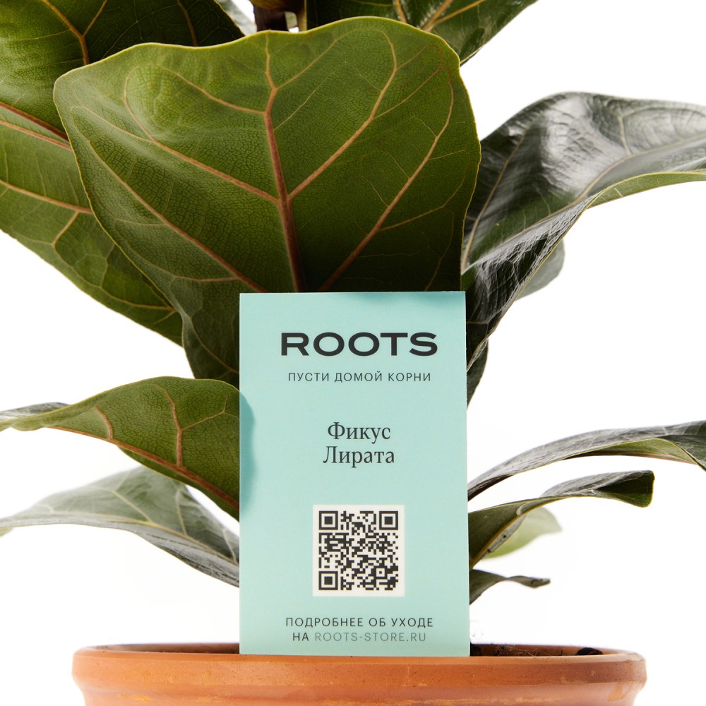 Фикус Лирата на штамбе Фикус Лирата на штамбе