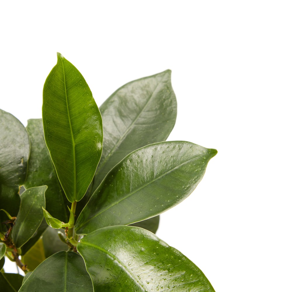 Фикус Микрокарпа Гинсенг Фикус Микрокарпа Гинсенг