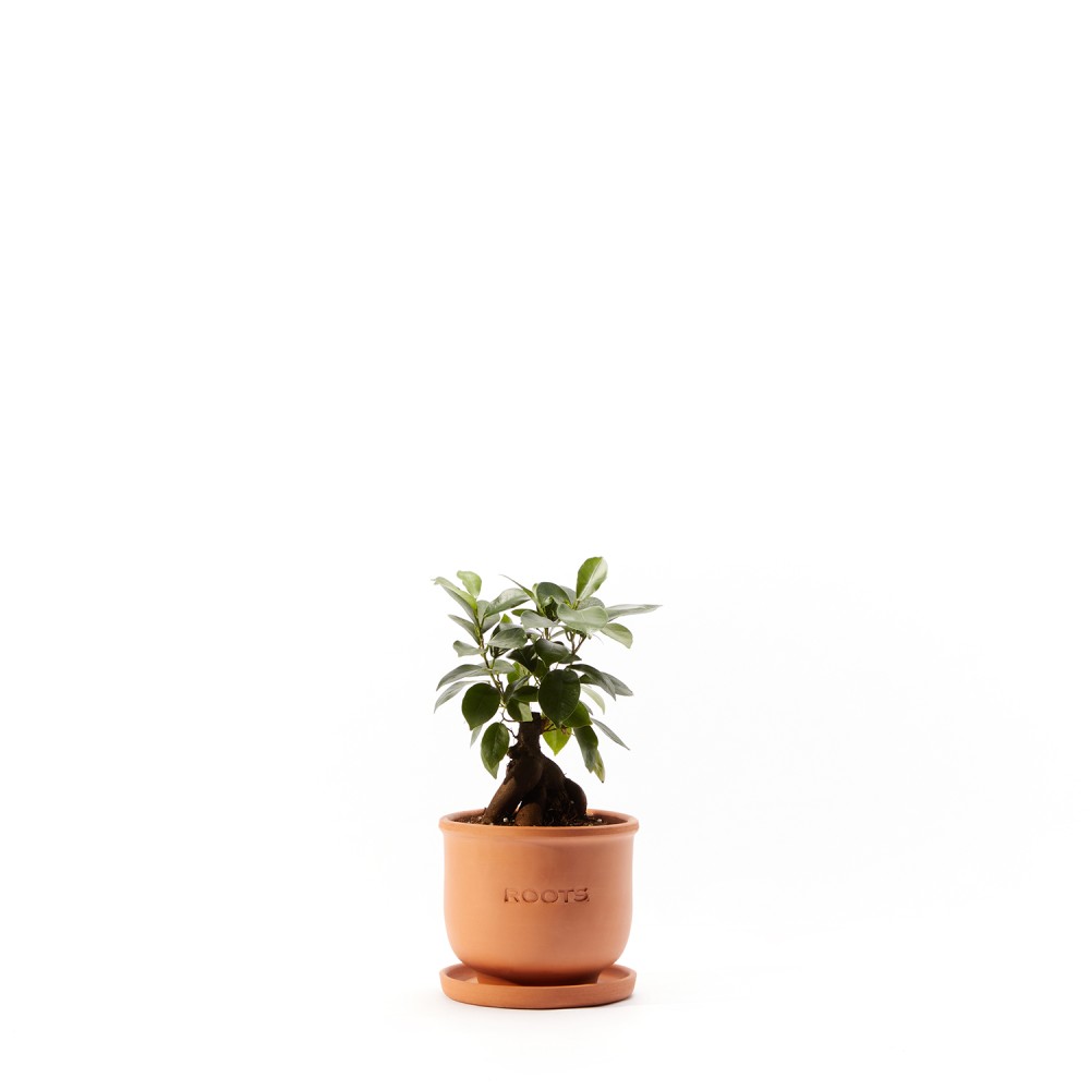 Фикус Микрокарпа Гинсенг Фикус Микрокарпа Гинсенг