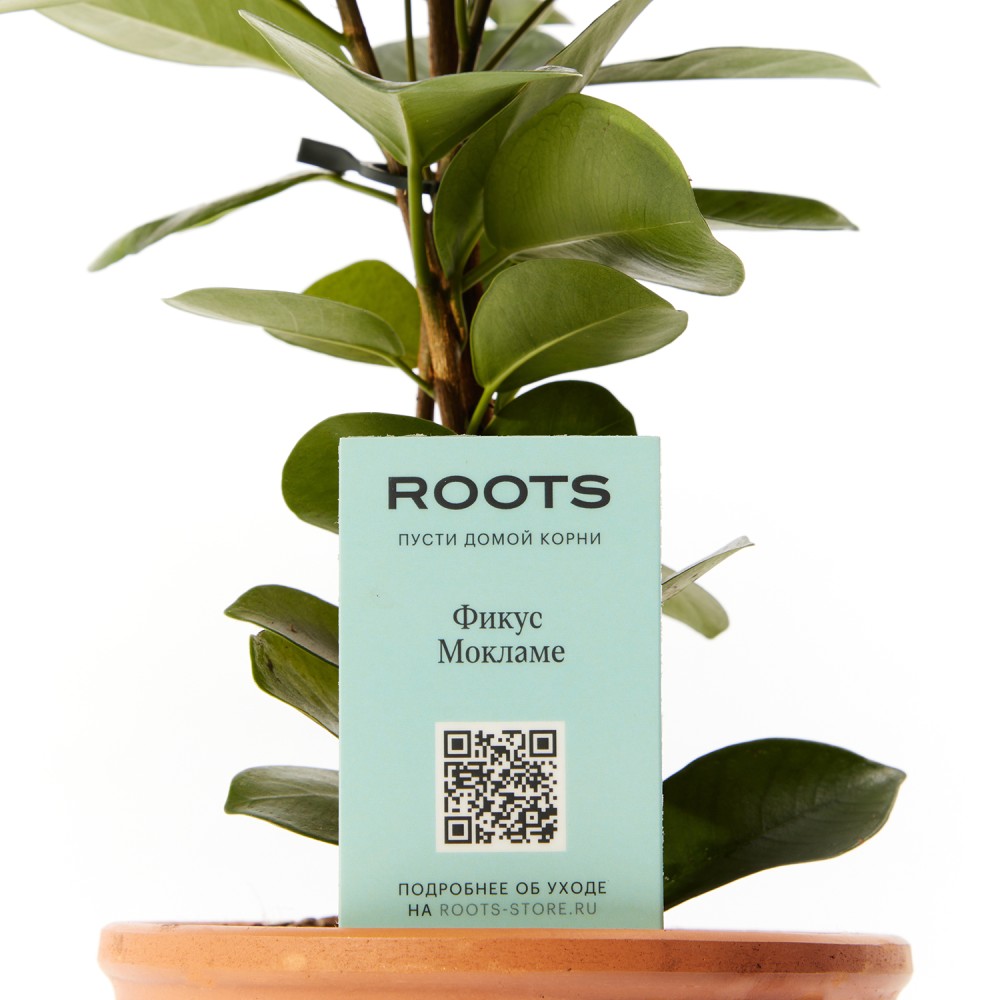 Фикус Мокламе Фикус Мокламе