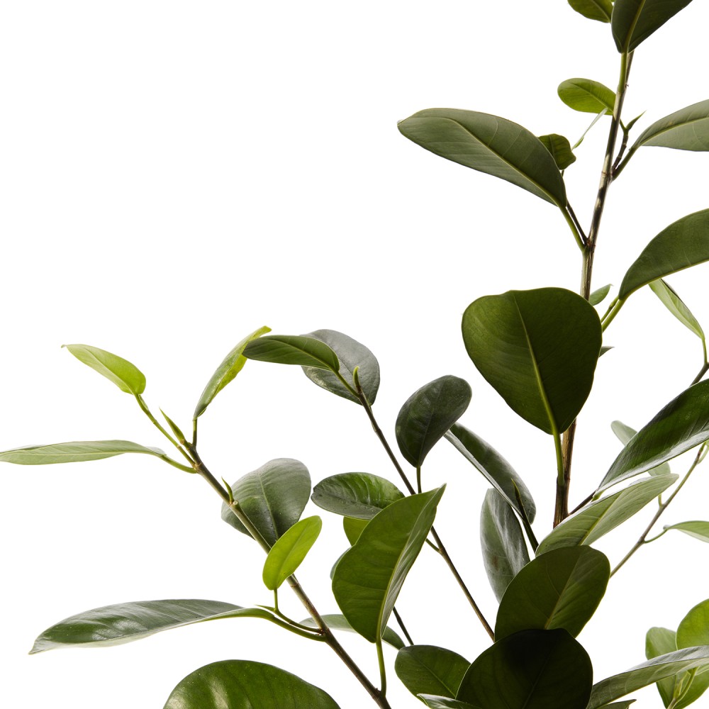 Фикус Мокламе Фикус Мокламе