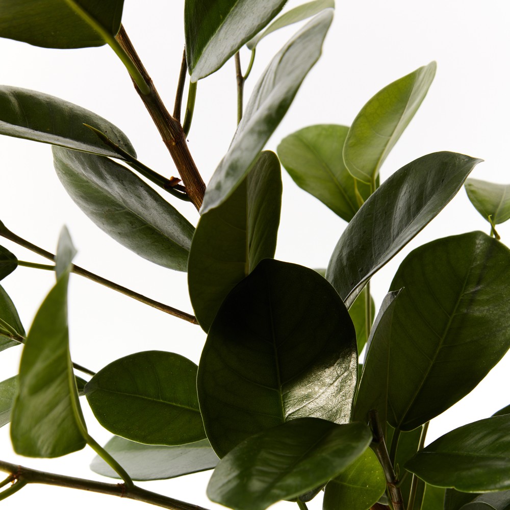 Фикус Мокламе Фикус Мокламе