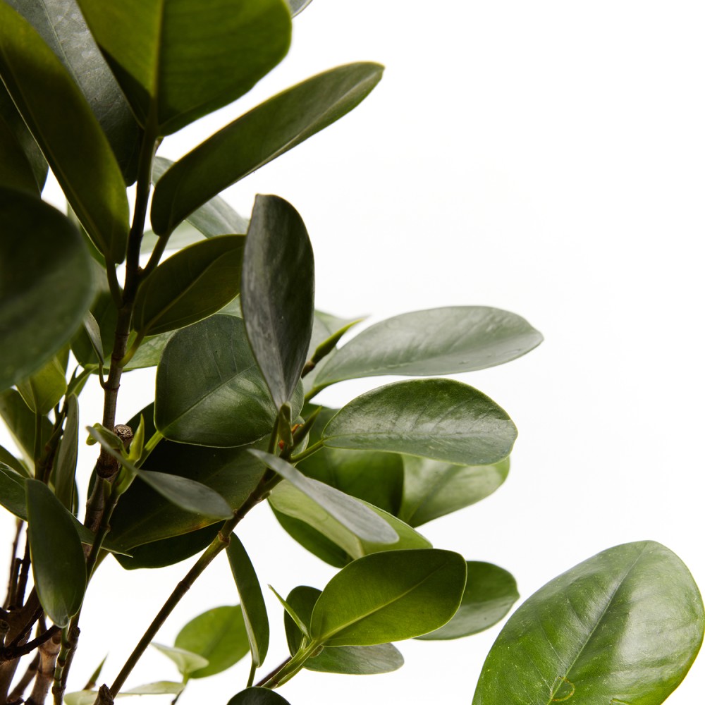 Фикус Мокламе