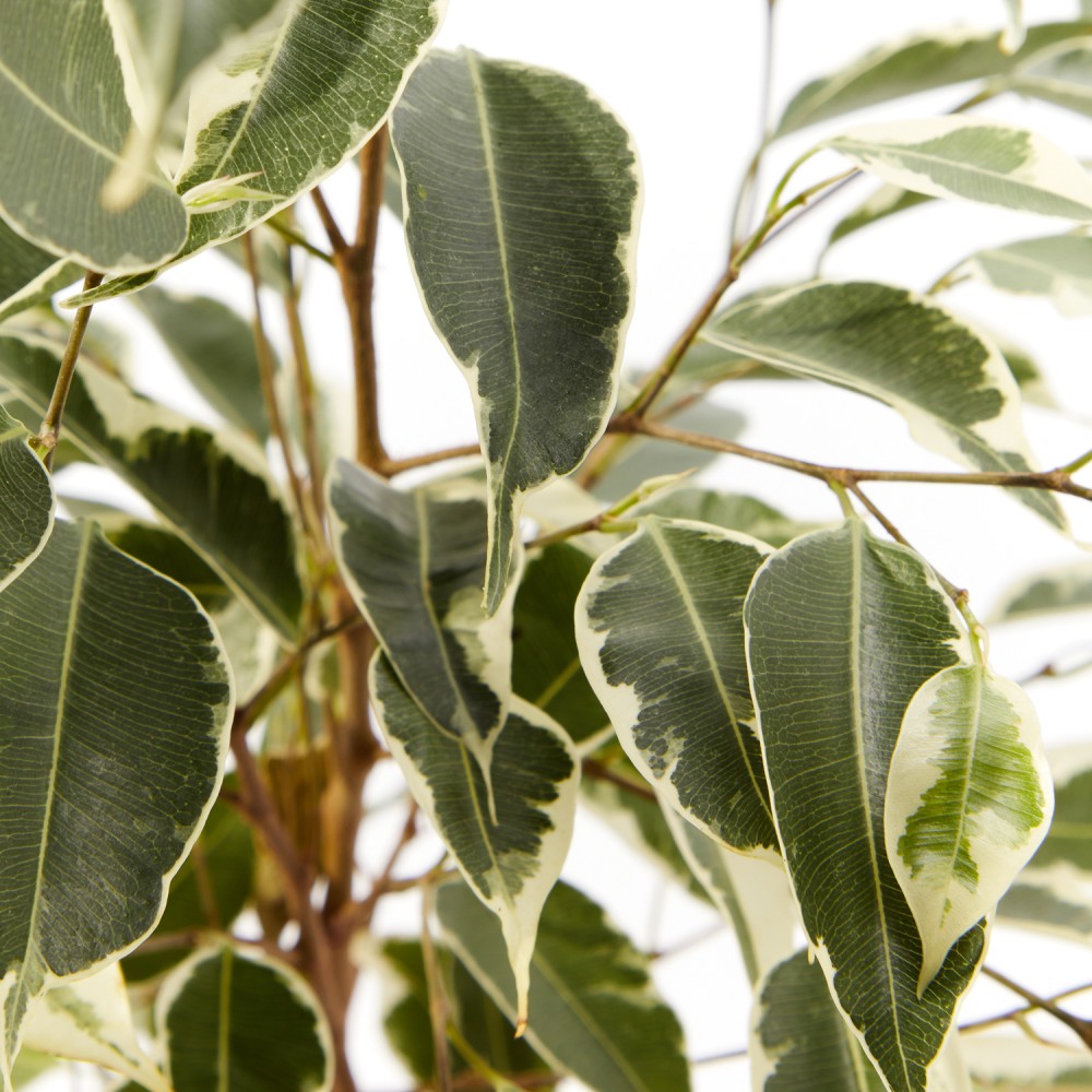 Фикус Бенджамина Твилайт Фикус Бенджамина Твилайт