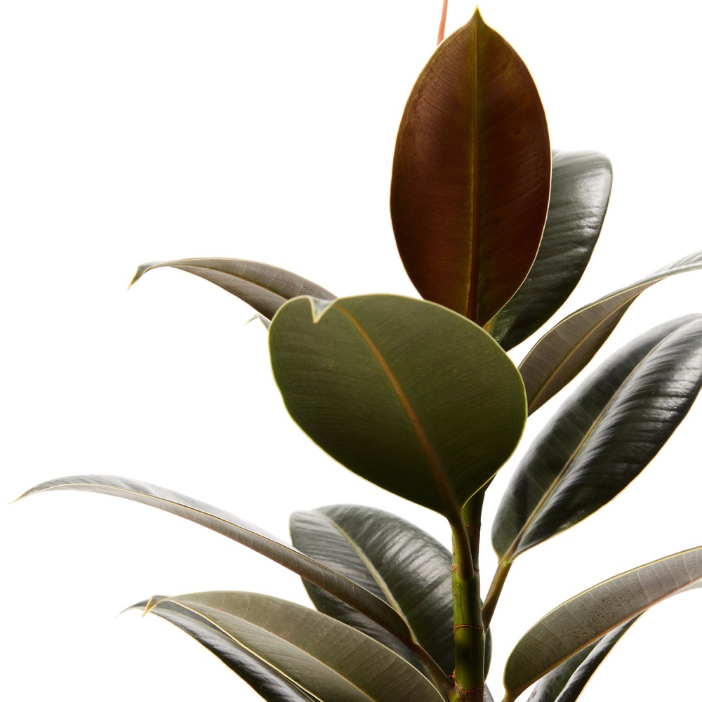 Фикус Эластика Мелани Фикус Эластика Мелани