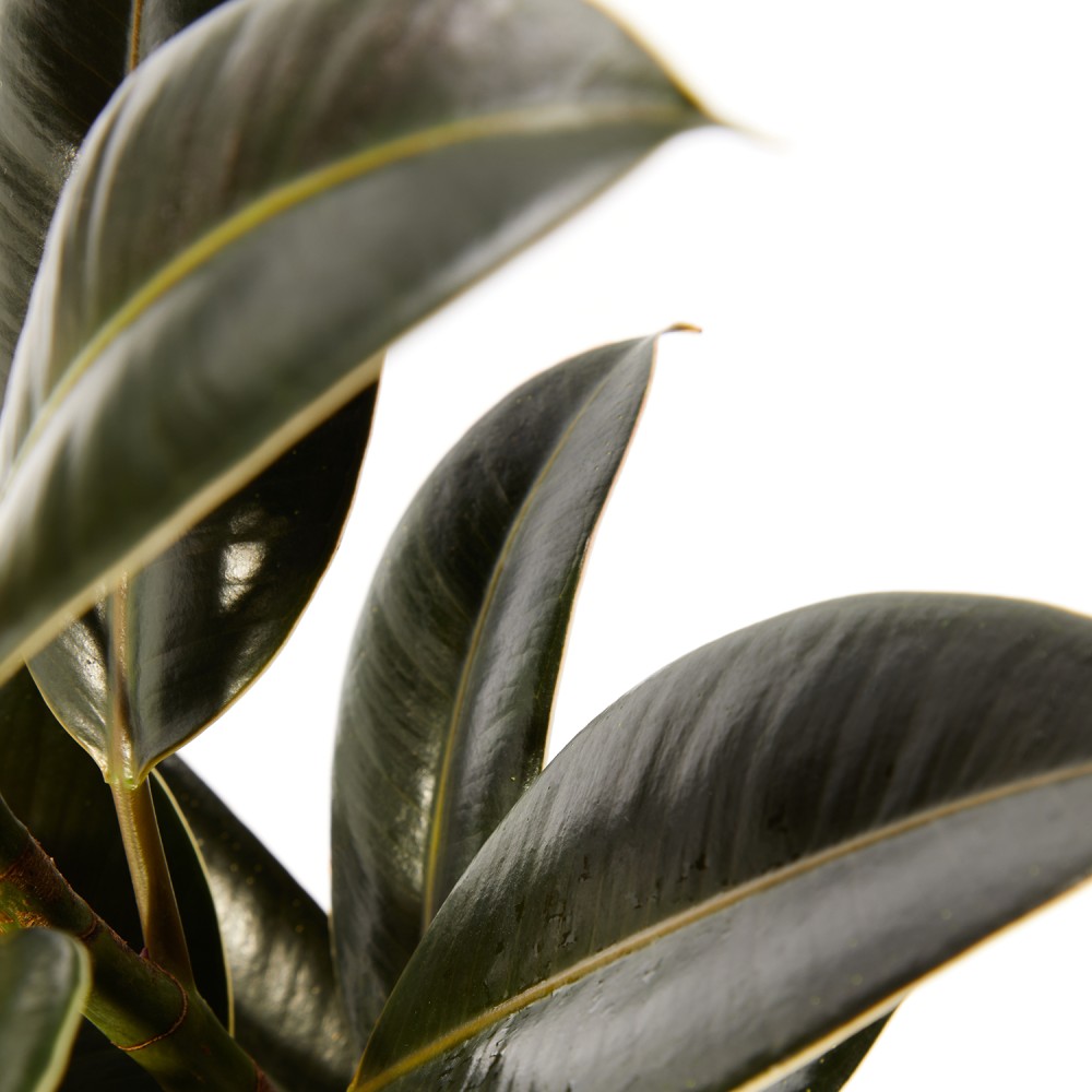 Фикус Эластика Мелани Фикус Эластика Мелани