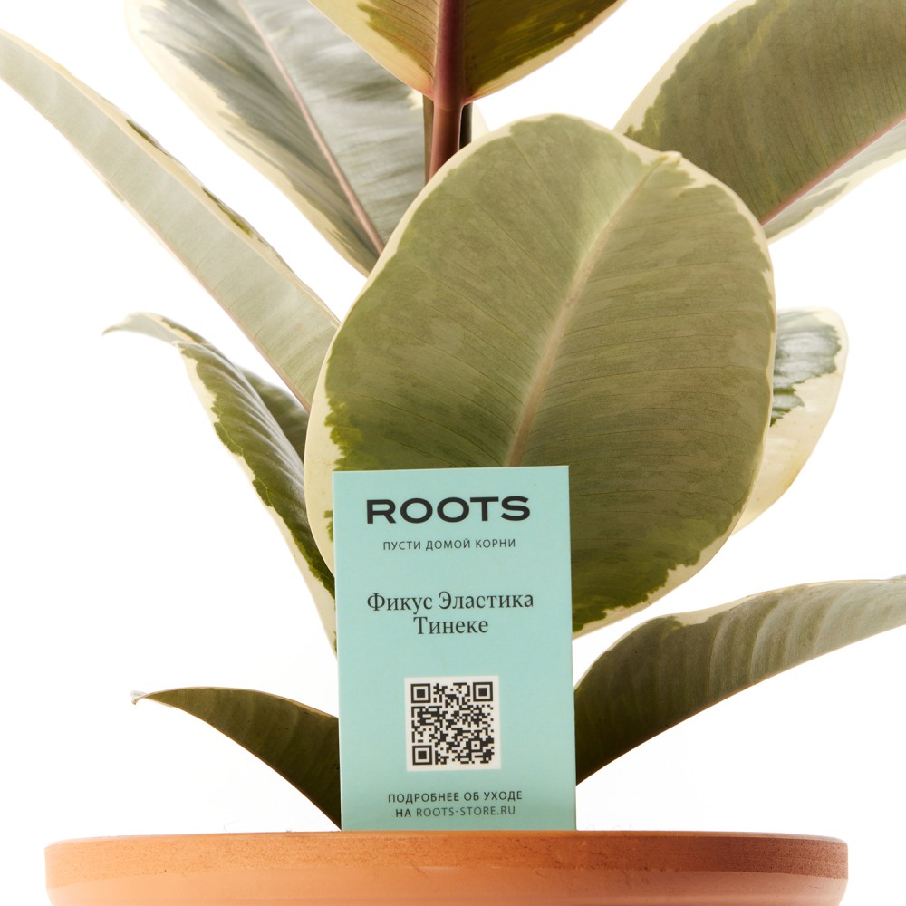 Фикус Эластика Тинеке