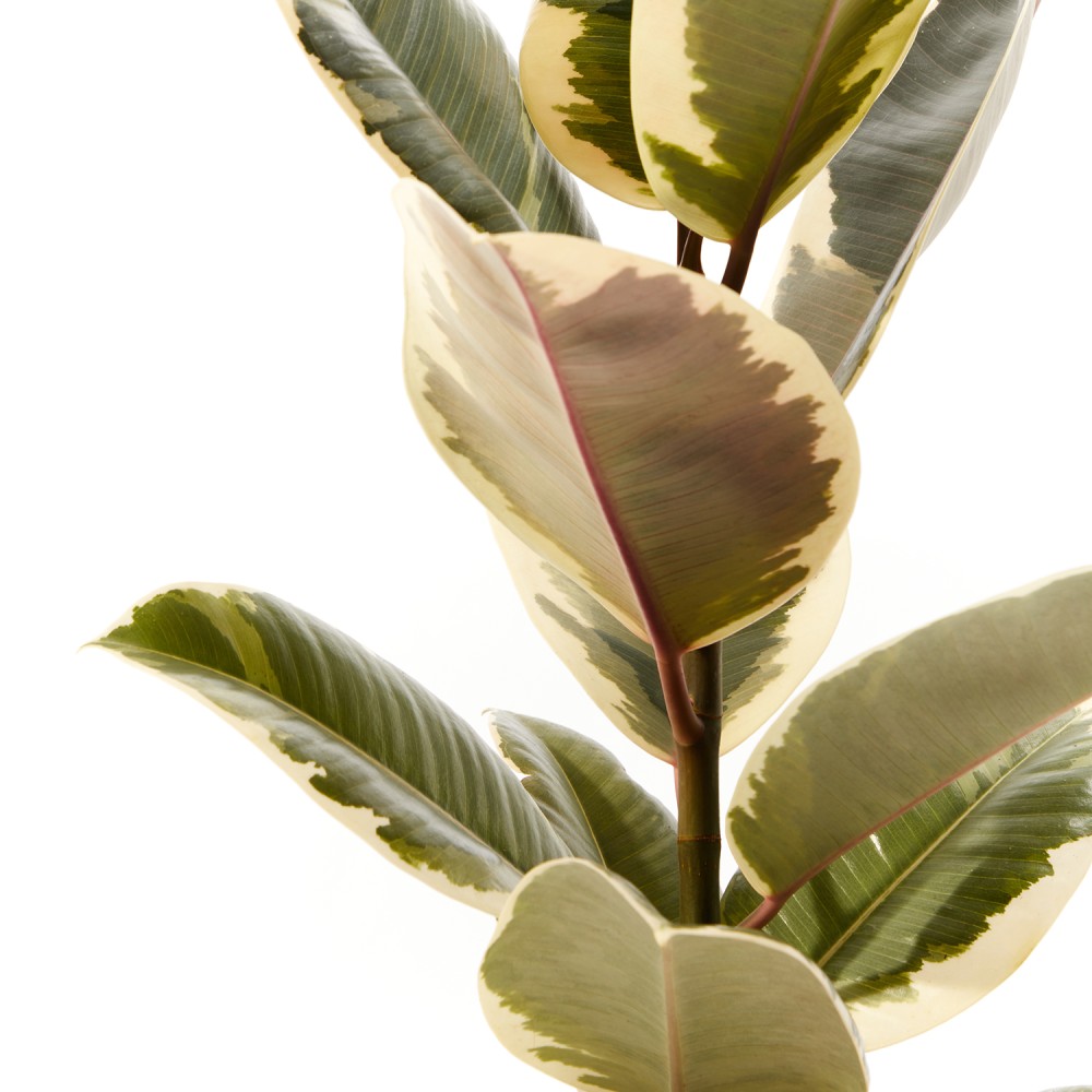 Фикус Эластика Тинеке