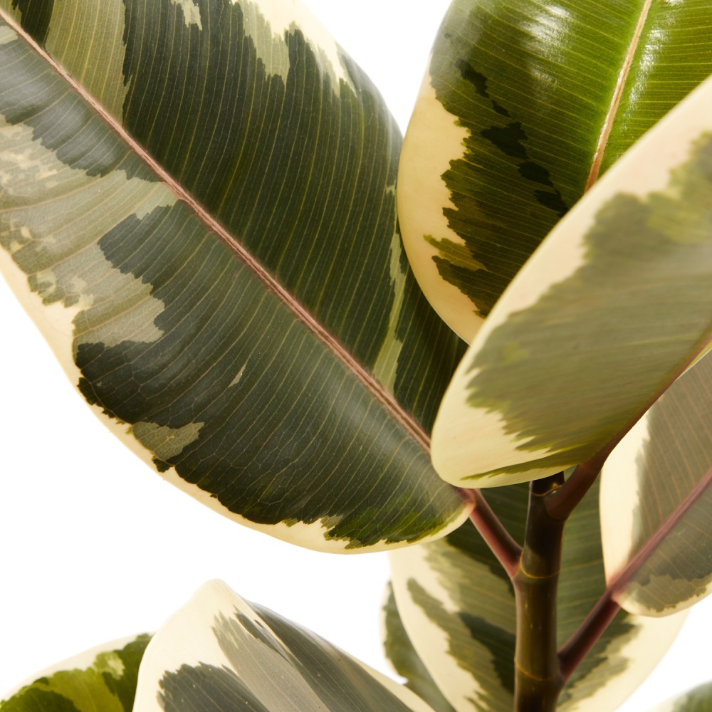 Фикус Эластика Тинеке