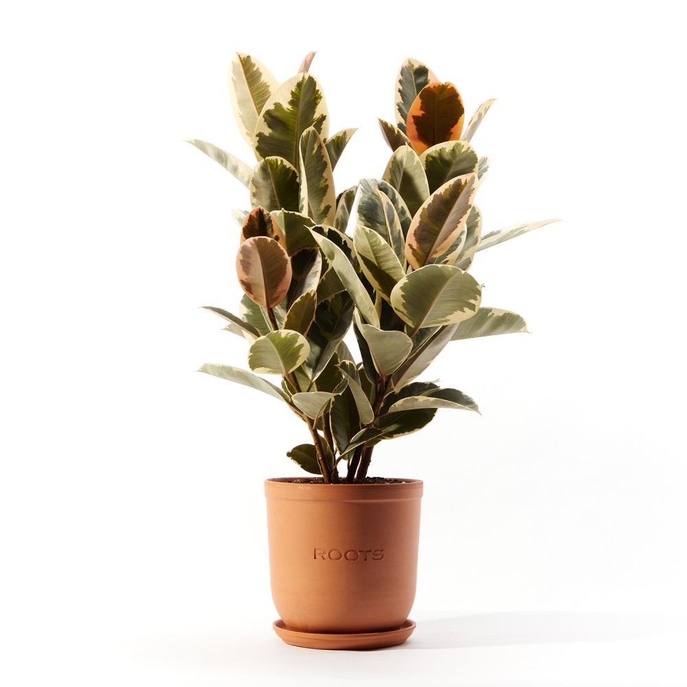 Фикус Эластика Тинеке