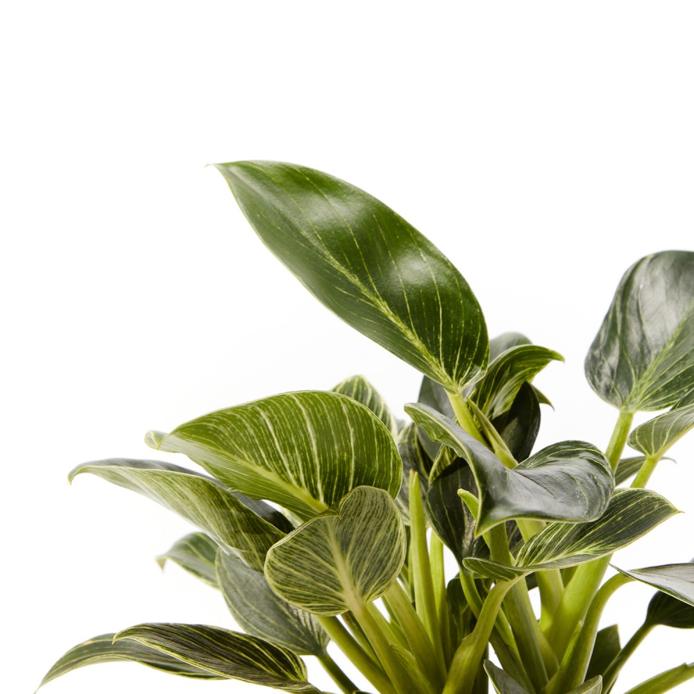 Филодендрон Биркин Вайт Филодендрон Биркин Вайт