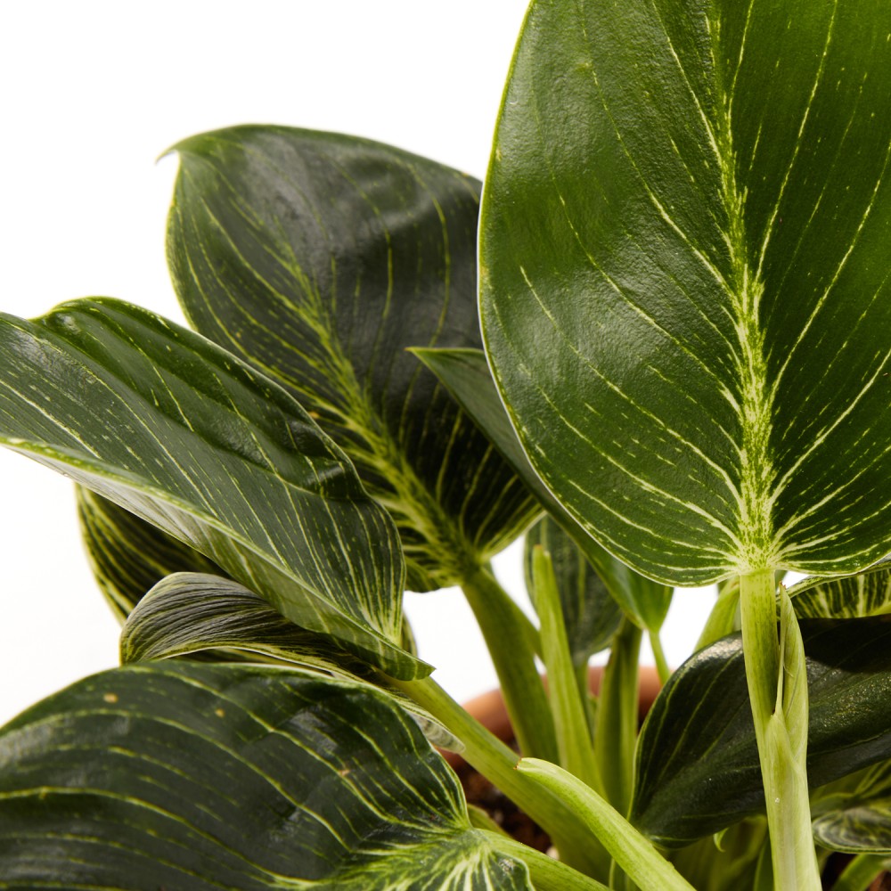 Филодендрон Биркин Вайт Филодендрон Биркин Вайт